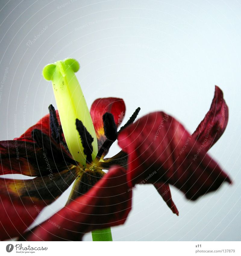 Miss Tulipa Bordeaux Tulpe Blume Blüte welk trocknen vergangen Vergänglichkeit Blütenblatt hellgrün maigrün rot alt Frühling Makroaufnahme Nahaufnahme Flower