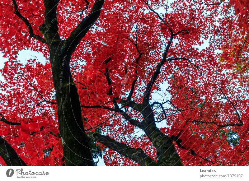 Rote Blätter im Herbst Umwelt Natur Landschaft Schönes Wetter Pflanze Baum Garten Park Wald Farbe Glück Hoffnung Idee Identität innovativ Inspiration