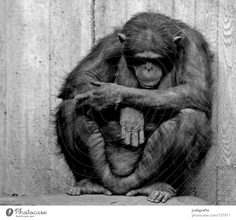 Arrest Schwarzweißfoto Außenaufnahme Tag Tierporträt Vorderansicht Blick nach unten Haare & Frisuren Erholung ruhig Zoo 1 Beton sitzen Traurigkeit schwarz