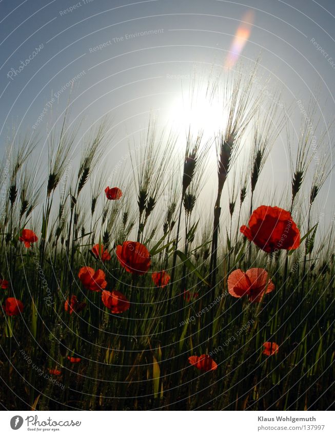Klatschmohn in einem Getreidefeld im Gegenlicht Mohn Feld Sonne Himmel rot Ähren Halm Reflexion & Spiegelung Sommer Weizen Natur Grundbesitz Blüte Blume Wind