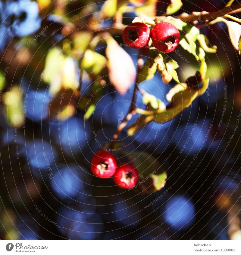 giftig Natur Pflanze Sommer Herbst Schönes Wetter Baum Blatt Beeren Garten Park Wiese Wald frisch schön blau rot Gift herbstlich Farbfoto Außenaufnahme