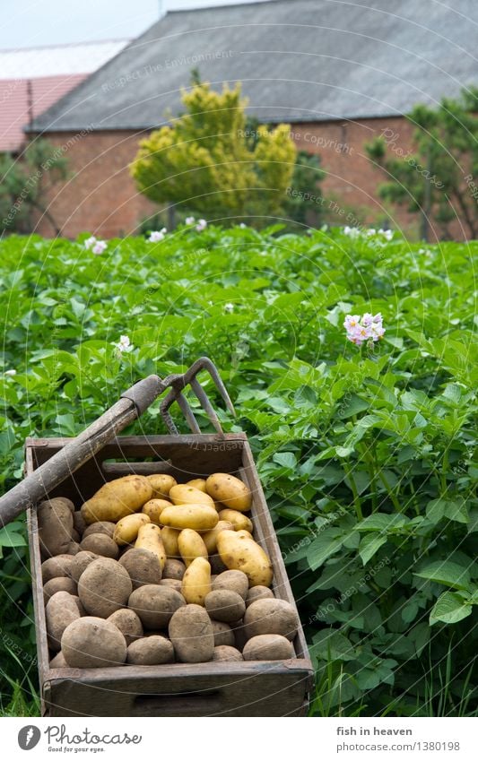 Kartoffelfeld mit Molle voll Kartoffeln Lebensmittel Gemüse Ernährung Bioprodukte Vegetarische Ernährung Natur Pflanze Nutzpflanze Feld lecker natürlich grün