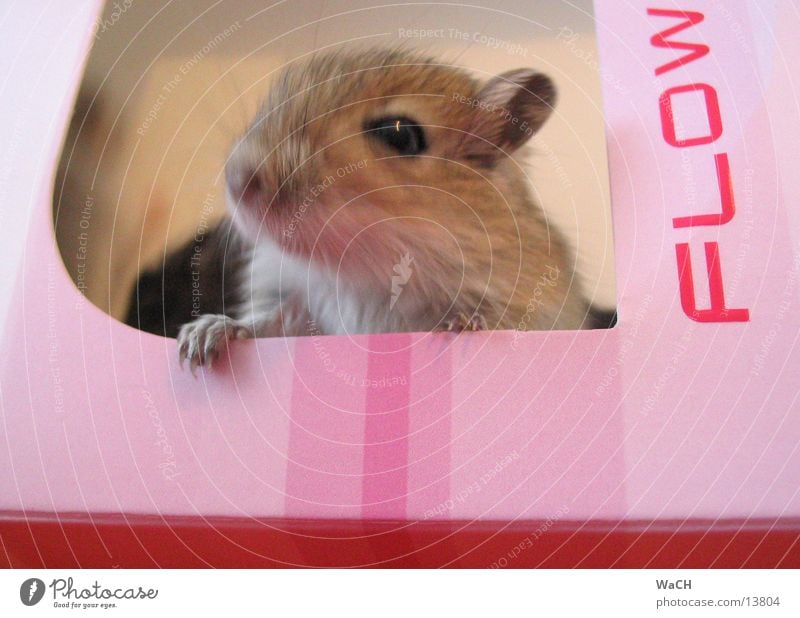 mouse flow Hausmaus Mongolische Rennmaus Haustier rosa Nachkommen Schachtel grau Krallen Schwanz Nagetiere Mausefalle Säugetier Tier mice Masu Wüstenspringmaus
