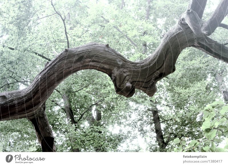 toter, alter, geschwungener Aststamm alter Baum Erfahrung Wald grau ruhig Leben Ausdauer abgestorben standhaft Senior einzigartig Kraft Umweltschutz