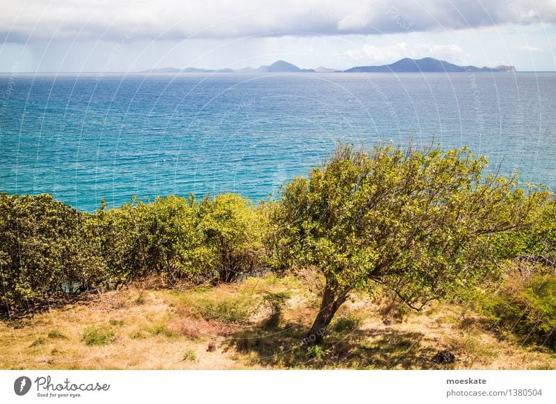 Karibik Umwelt Natur Landschaft Pflanze Urelemente Erde Luft Wasser Himmel Wolken Sommer Wetter Schönes Wetter Wind Regen Baum Gras Grünpflanze exotisch Wiese