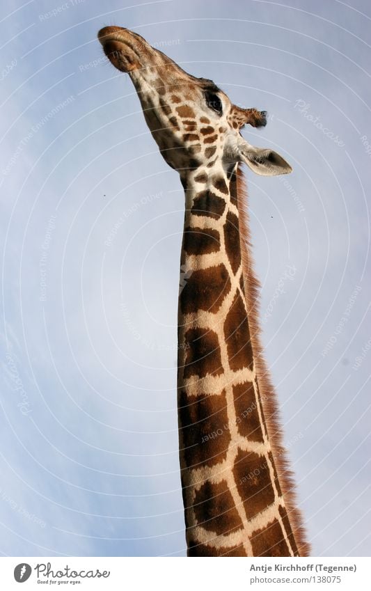 Gleich hab ich´s... Zoo Dortmund Tier lang groß braun schön süß Freizeit & Hobby Afrika scheckig beige Außenaufnahme Säugetier Giraffe wild life Himmel Hals