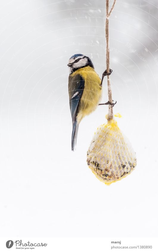 kalt | Hauptsache genug zu Fressen schlechtes Wetter Schnee Schneefall Tier Blaumeise 1 Meisenknödel Vogelfutter beobachten frieren hängen Vorsicht festhalten
