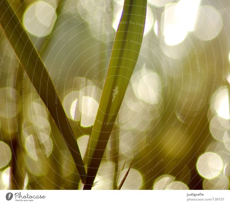 Gras Schilfrohr Gegenlicht Abendsonne glänzend Umwelt Pflanze schön zart träumen Farbe Sommer Sonne Lampe Natur Punkt reflektion Küste