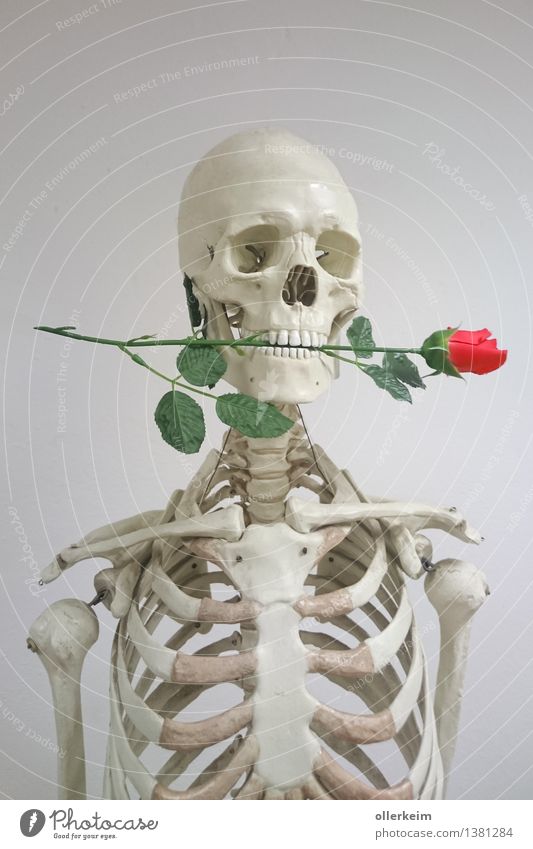 Skelett - Rosenkavalier Körper Kopf Pflanze grau rosa weiß Liebe Liebesaffäre Kavalier Mund Liebeserklärung Liebesbekundung Liebesgruß Farbfoto Innenaufnahme