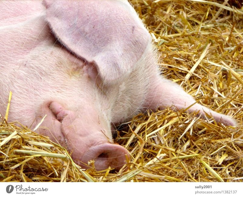 Ein entspanntes und glückliches 2016!!! Tier Nutztier Schwein Erholung genießen liegen schlafen träumen Gesundheit rosa Glück Pause ruhig Schweinschnauze Stall