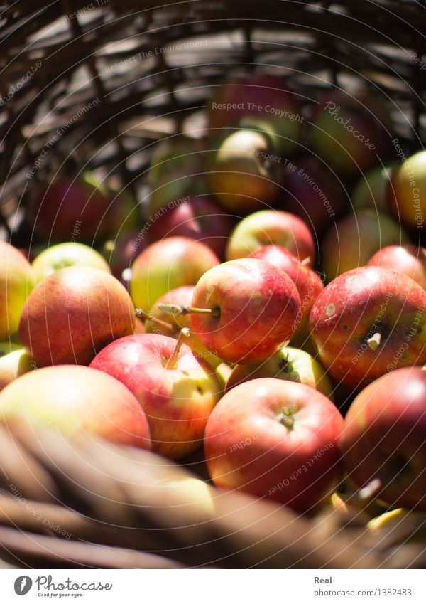 Apfelernte Lebensmittel Bioprodukte Natur Herbst Schönes Wetter Pflanze Frucht Korb Flechtkorb rot Wachstum Ernte reif Reinheit Gesundheit knackig natürlich