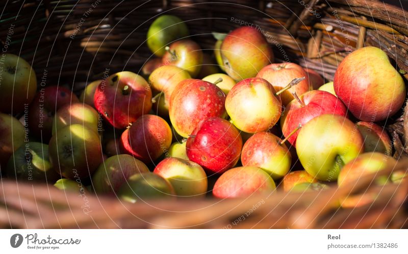 Apfelernte II Lebensmittel Ernährung Bioprodukte Natur Pflanze Herbst Frucht Korb Flechtkorb Wachstum rot frisch Gesundheit Gesunde Ernährung natürlich reif