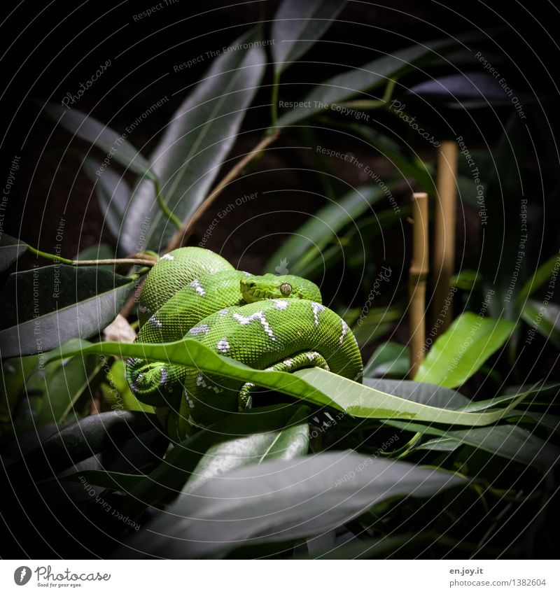 verführerisch Natur Pflanze Grünpflanze Bambus Tier Wildtier Schlange Reptil 1 beobachten hängen schlafen dunkel exotisch grün Tierliebe gefährlich Respekt Ekel