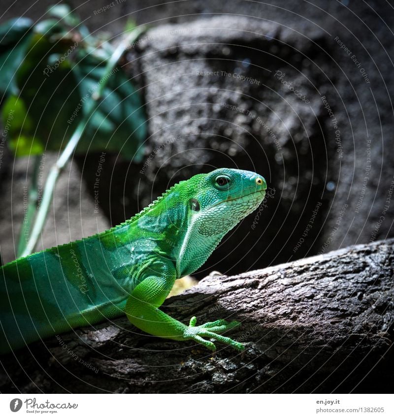 kleiner Drache Tier Haustier Wildtier Leguane Reptil Echsen 1 beobachten exotisch grün Tierliebe Natur Überleben Umwelt Umweltschutz Schuppen schön Farbfoto