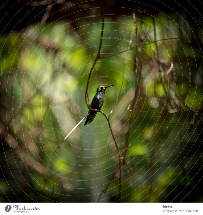Kolibri Natur Pflanze Urwald Wildnis Wildtier Kolibris Vogel 1 Tier sitzen ästhetisch authentisch exotisch natürlich positiv blau gelb grün Kuba Farbfoto