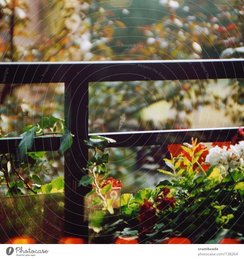 Balkon-Botanik Pflanze Blume Blatt Terrasse grün rot weiß Ranke Geländer Farbfoto Außenaufnahme Nahaufnahme Tag Unschärfe Balkonpflanze Blüte Blühend
