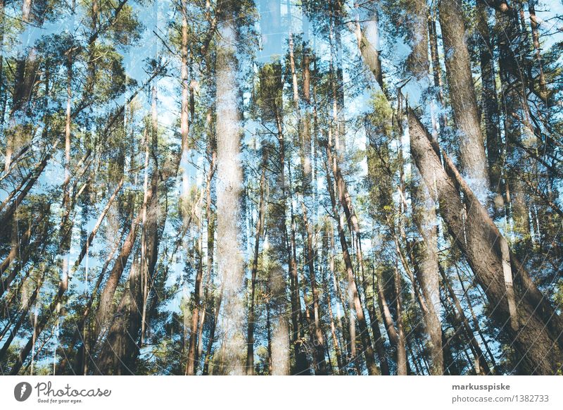 bäume im wald Freizeit & Hobby Ferien & Urlaub & Reisen wandern holzverarbeitung Forstwirtschaft Wald Forstwald Wirtschaft Industrie Umwelt Landschaft Pflanze