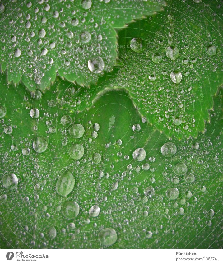 ONEBillion Teardrops from HEAVEN Blatt grün Grünpflanze Flüssigkeit Tropfen benetzt Trauer Heulsuse Pflanze kalt frieren Regen Tränen Wetter Wasser Landschaft