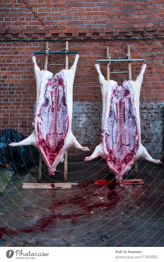 Hausschlachtung Lebensmittel Fleisch Wurstwaren Ernährung Handwerker Schlachtung Metzger Landwirtschaft Forstwirtschaft Tier Haustier Nutztier Totes Tier