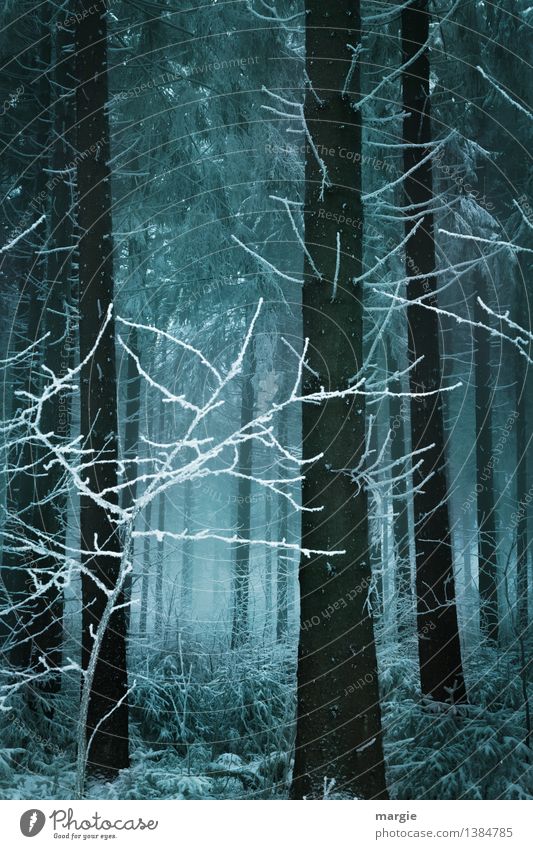 Lichtblick: Ein dunkler Winterwald mit einem Licht Ferien & Urlaub & Reisen Schnee Winterurlaub Natur Tier Erde Klima Nebel Eis Frost Schneefall Baum Wald