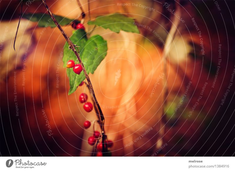 Herbstfrüchtchen elegant Stil Natur Schönes Wetter Pflanze Sträucher Efeu Wildpflanze Zweige u. Äste Beerensträucher Blätter Wald Herbstleuchten Lichteinfall