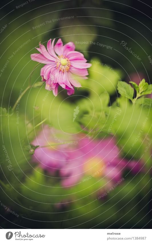 Pretty in pink elegant Stil Natur Landschaft Herbst Schönes Wetter Pflanze Blume Sträucher Blüte Wildpflanze Blütenblatt Blatt Strauchrose eingebettet Blühend