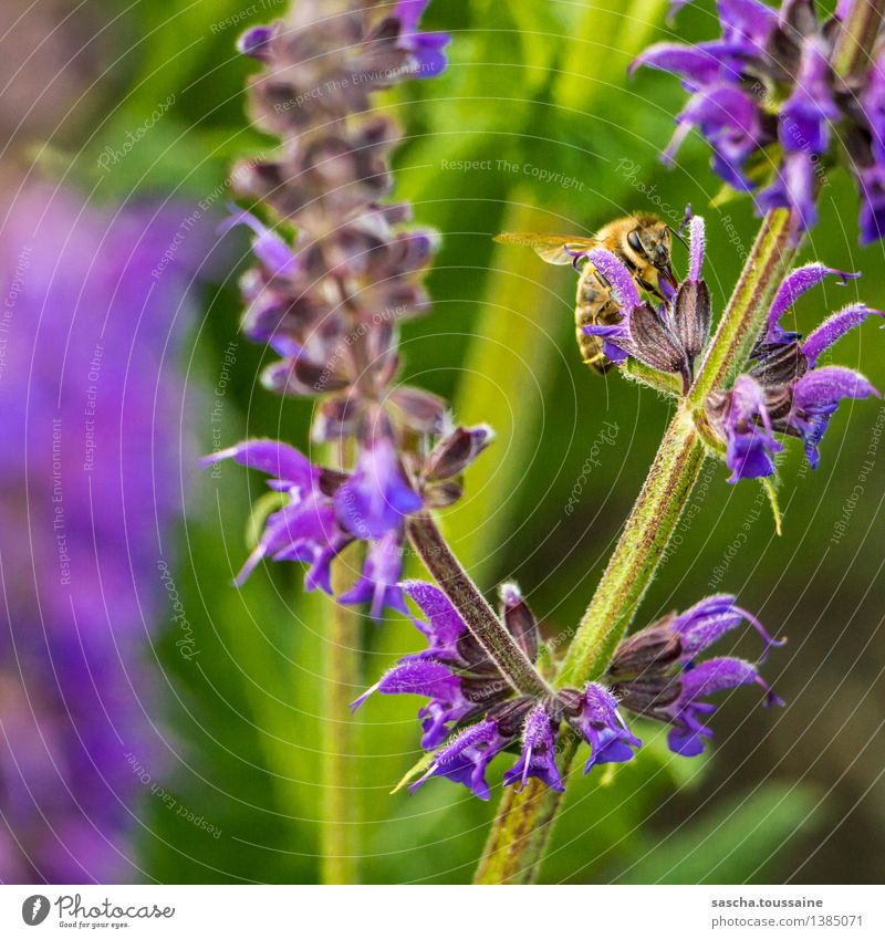 Ich bin eine Biene Garten Natur Pflanze Tier Frühling Sommer Blume Blüte 1 beobachten Blühend Duft fliegen sitzen wild gelb grün violett schwarz elegant