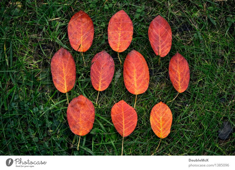Blatt an Blatt Umwelt Natur Pflanze Herbst schlechtes Wetter Regen Gras Wiese Farbe Vergänglichkeit Super Stillleben Farbfoto mehrfarbig Außenaufnahme