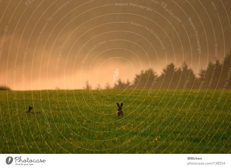 Freund oder Feind? Hase & Kaninchen Löffel Blick Blick nach oben Wiese Feld Morgen Lebensmittel Ernährung verstecken Nebel Natur Wildtier freilaufend Eifel