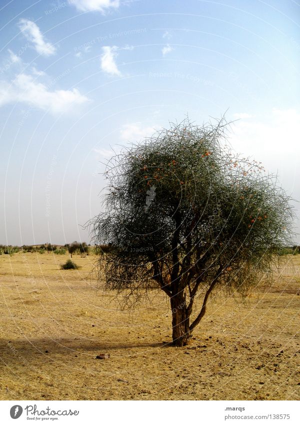 Einsamkeit Wachstum Überleben Sommer Steppe Baum Pflanze Physik heiß trocken einzeln Horizont Sträucher Indien Leben Klimawandel Wüste Ferne Wärme Single
