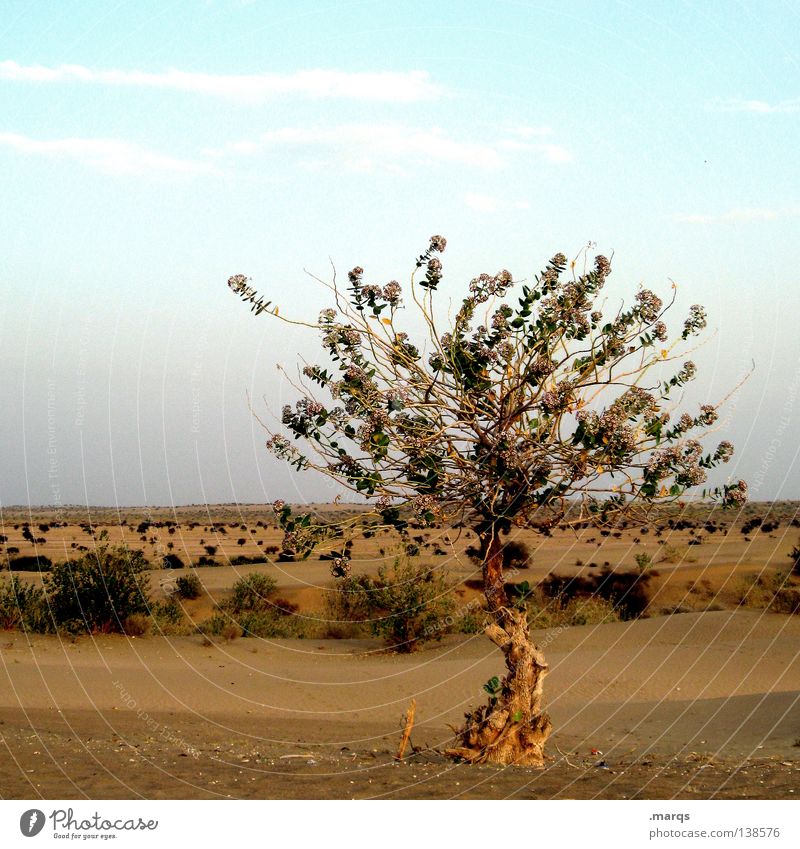 Erkenntnis Wachstum Überleben Sommer Steppe Baum Pflanze Physik heiß trocken Einsamkeit einzeln Horizont Sträucher Indien Leben Klimawandel Wüste Ferne Wärme
