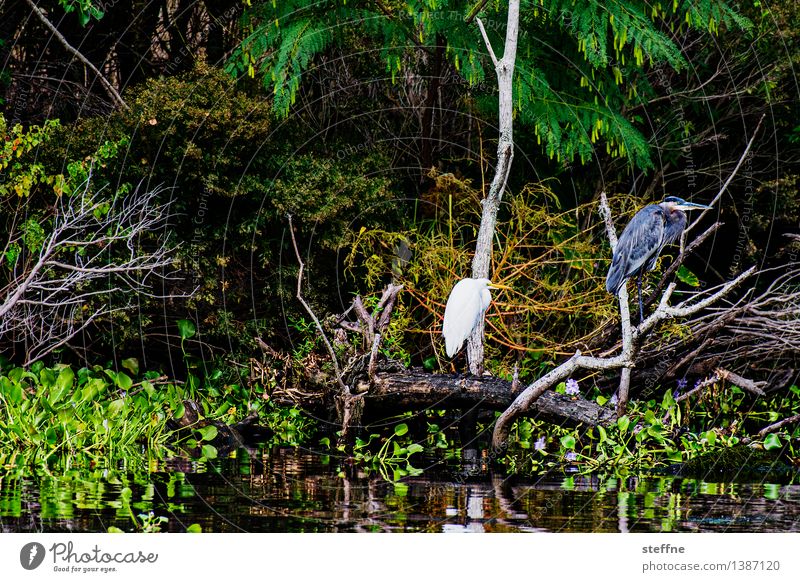 Around the World: Bayou Ferien & Urlaub & Reisen Tourismus Natur Vogel entdecken around the world Reisefotografie Reiher Flußauen USA Louisiana New Orleans