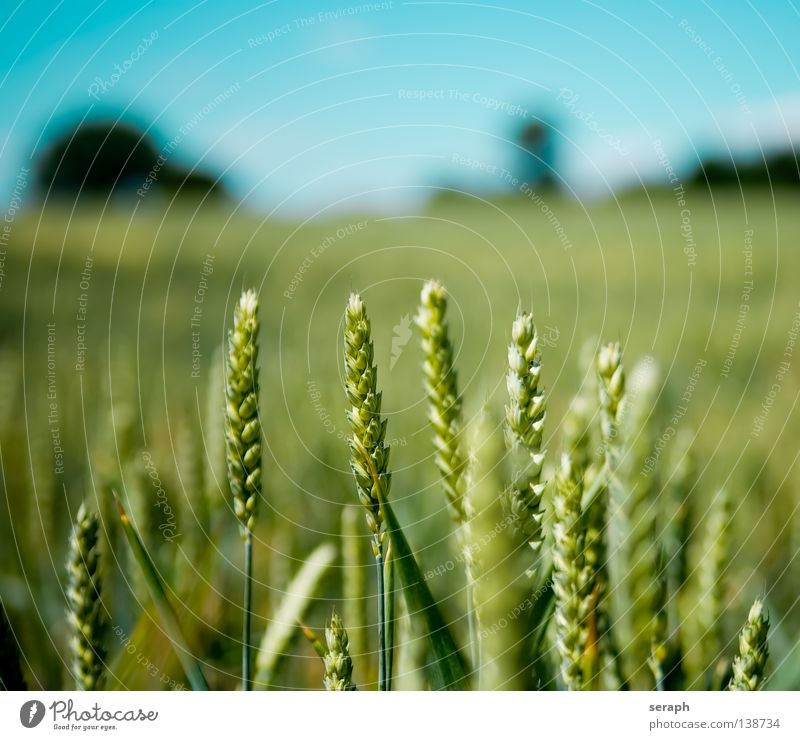 Infield Wiese Feld Roggen grün Freiraum Horizont Wolken Sommer Umweltschutz Kohlendioxid ökologisch Müsli Ferne einzeln abgelegen weiß Weizen Kornfeld Himmel