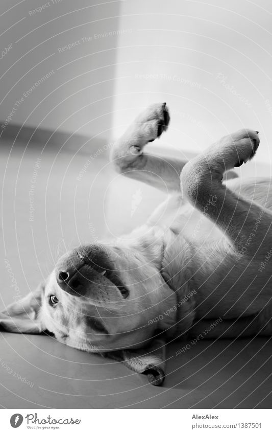 Spielen! Haustier Hund Labrador Pfote Gebiss Ohr Hängeohr 1 Tier liegen Blick ästhetisch authentisch frei Glück nah natürlich positiv rebellisch schön wild