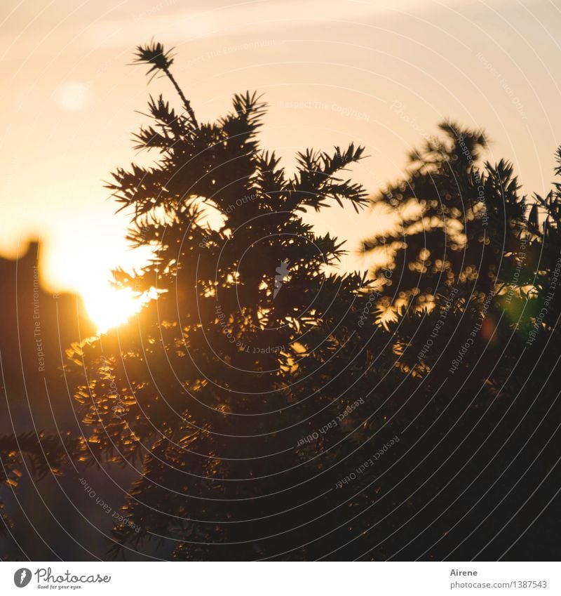 0815 AST | der Tag geht Natur Himmel Sonne Sonnenaufgang Sonnenuntergang Sommer Schönes Wetter Pflanze Baum Sträucher leuchten schlafen glänzend positiv schön