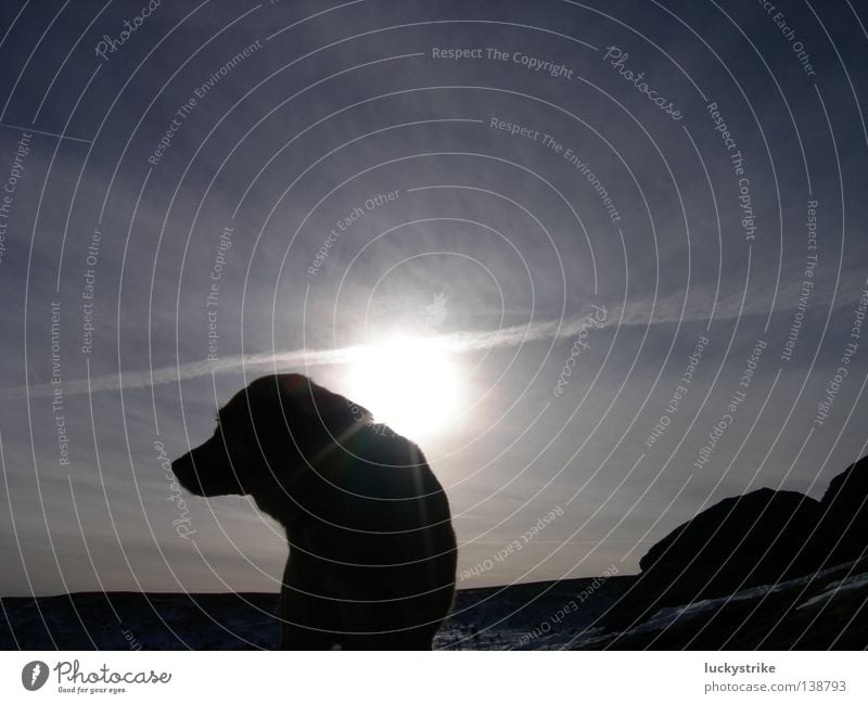 so alone Hund Husky Wolken Trauer Gipfel Tier Schlittenhund Himmel Alaska Ferien & Urlaub & Reisen gehen Spaziergang Sehnsucht Verzweiflung Sonne