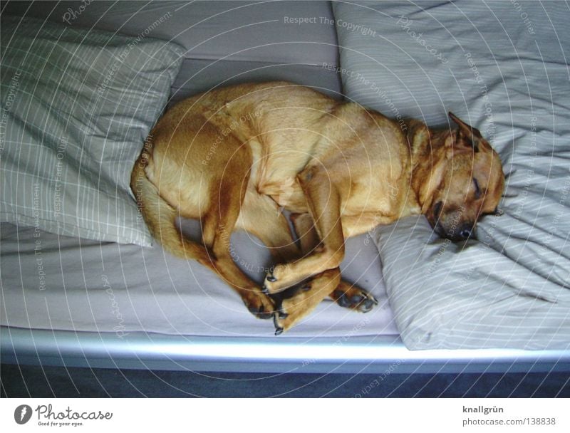 Sleeping Beauty Hund Mischling träumen braun beige schlafen Müdigkeit Erholung Halbschlaf Siesta Bett Bettwäsche Bettdecke Bettlaken geschlossene Augen