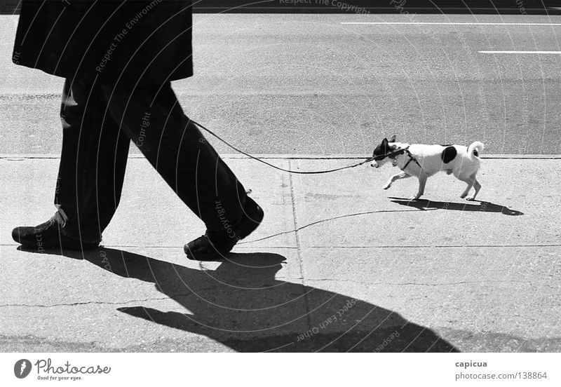 chihuahua Schwarzweißfoto Mann Verkehrswege dog stroll walk board walk black & white pet small sun shadow man man with dog spotted coat cold leash on a leash