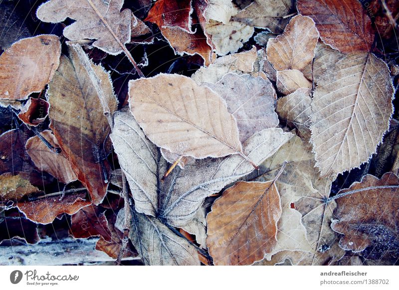 Eingefrorener Herbst Natur Pflanze Winter schlechtes Wetter Eis Frost Blatt ästhetisch elegant frisch kalt braun weiß Coolness Kraft Gelassenheit Zufriedenheit