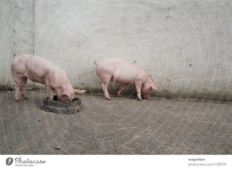 pigs Schwein Säugetier Nutztier Bauernhof Landwirtschaft rosa Ernährung Tierhaltung