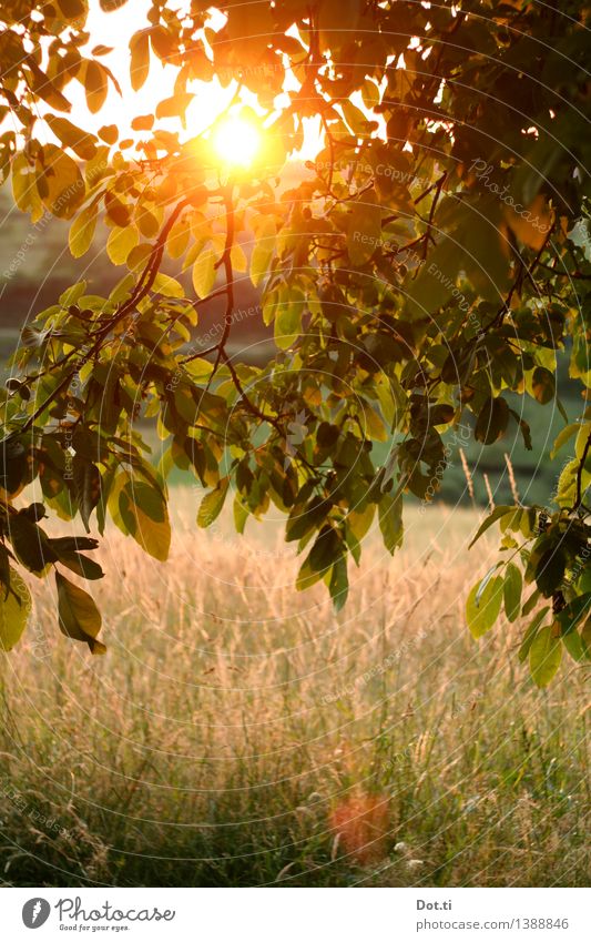 Landsommer Natur Landschaft Pflanze Sonnenaufgang Sonnenuntergang Sonnenlicht Sommer Schönes Wetter Baum Gras Blatt Wiese grün Romantik Idylle