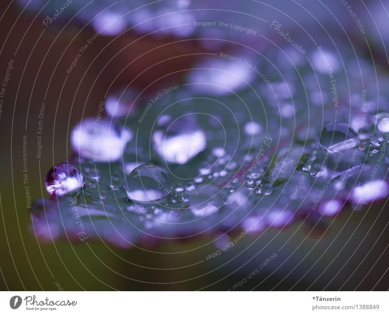 es regnet weiter III Natur Pflanze Urelemente Wasser Wassertropfen Herbst Wetter schlechtes Wetter Regen Rose Blatt Garten Park ästhetisch frisch nass natürlich