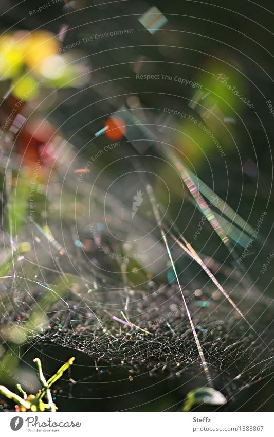 lichtvoll vernetzt Spinnennetz Spinngewebe Netzwerk netzartig chaotisch Querverbindungen Vernetzung Verbindung Linien Naturmuster abstrakt September Stille