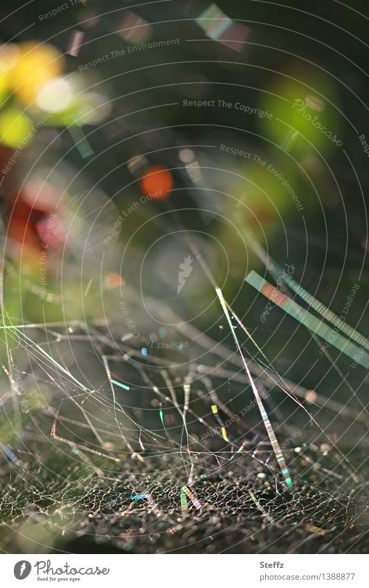 Spinnennetz mit Lichtreflexen Netzwerk Spinngewebe Spinnenweben Asymmetrie netzartig vernetzt Chaos chaotisch Verbindungen Vernetzung verknüpft Querverbindungen