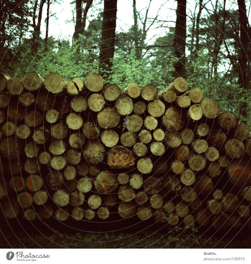 Holz vor der Hüttn Wald Abholzung schlagen Nutzholz Rohstoffe & Kraftstoffe nachwachsender Rohstoff Baumstamm Fahrradweg Sträucher Blatt Jahresringe Umwelt