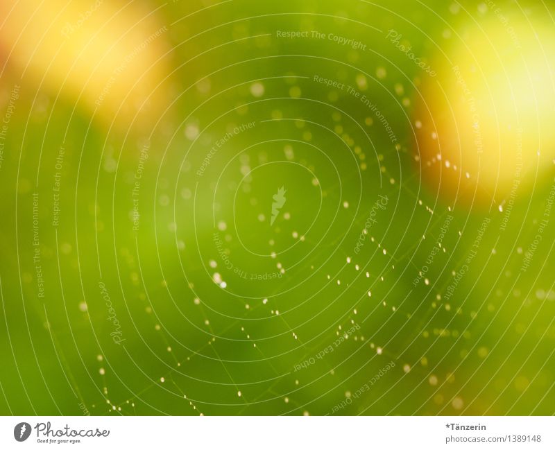 Netzwerk Natur Sonnenlicht Sommer Herbst Schönes Wetter Garten Park Wiese Freundlichkeit Fröhlichkeit frisch positiv schön gelb grün Tautropfen Spinnennetz