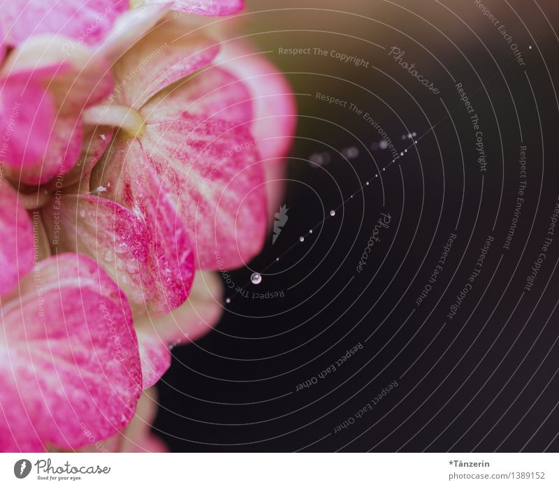Perlenkette III Natur Pflanze Urelemente Wasser Wassertropfen Sommer Herbst Regen Blüte Hortensienblüte Tau Spinngewebe Garten Park ästhetisch elegant frisch