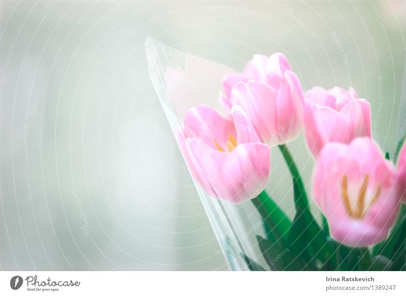 Tulpen Natur Pflanze Blume Blüte authentisch einfach niedlich schön Tulpenblüte Postkarte Farbfoto Studioaufnahme Menschenleer Textfreiraum rechts Licht