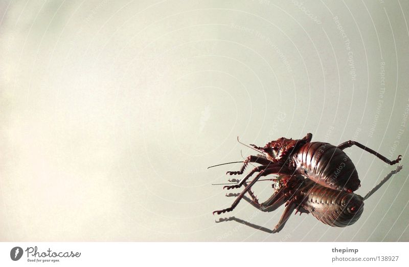 invasion der käfer Fühler Spiegel krabbeln Schiffsbug rot weiß schwarz Spinne Käfer Fuß Beine gepanzert Angst