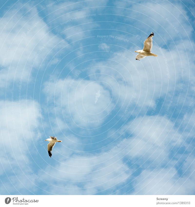 Überholmamöwer Natur Pflanze Tier Luft Himmel Wolken Sommer Schönes Wetter Nordsee Vogel Möwe 2 fliegen hoch maritim blau weiß Freiheit Farbfoto Außenaufnahme